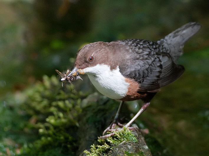 oiseau